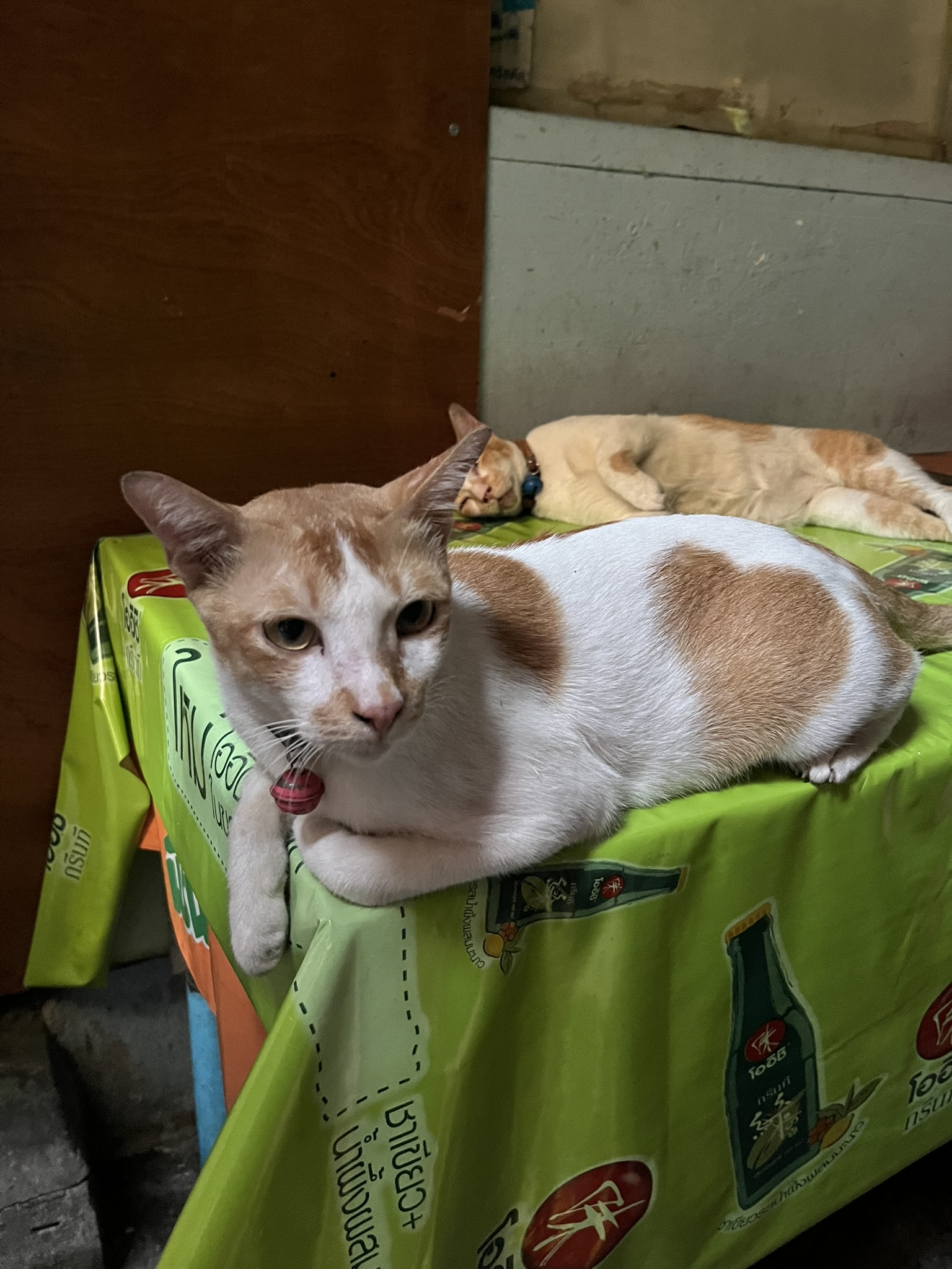 Cat in Bangkok