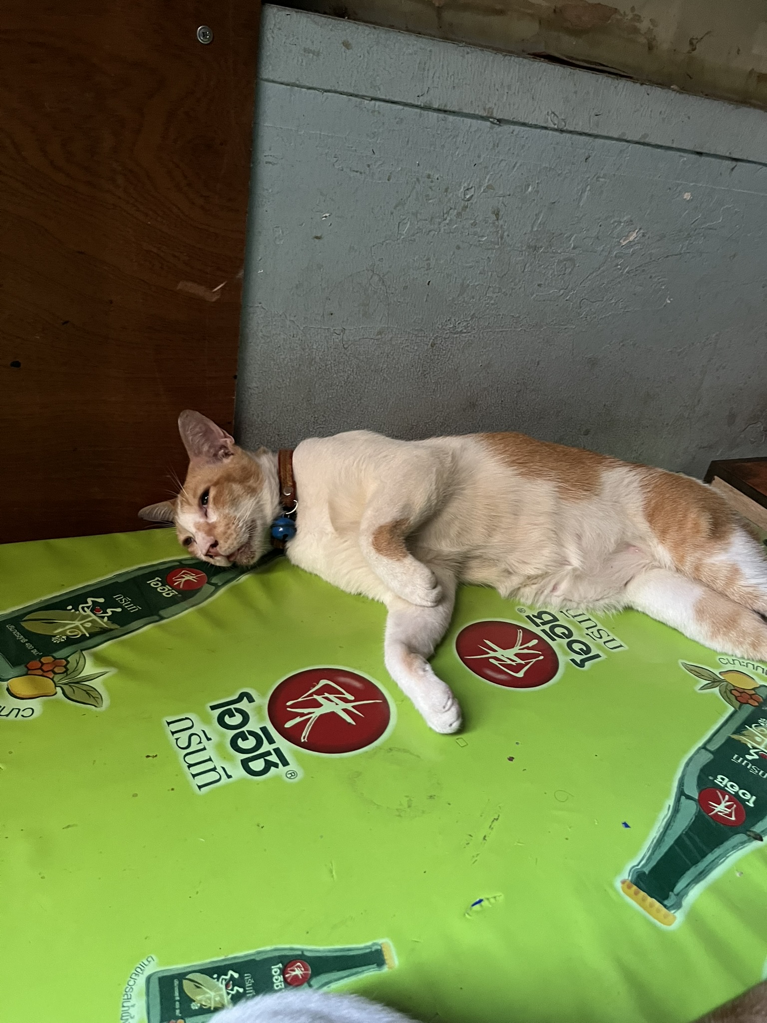 Cat in Bangkok