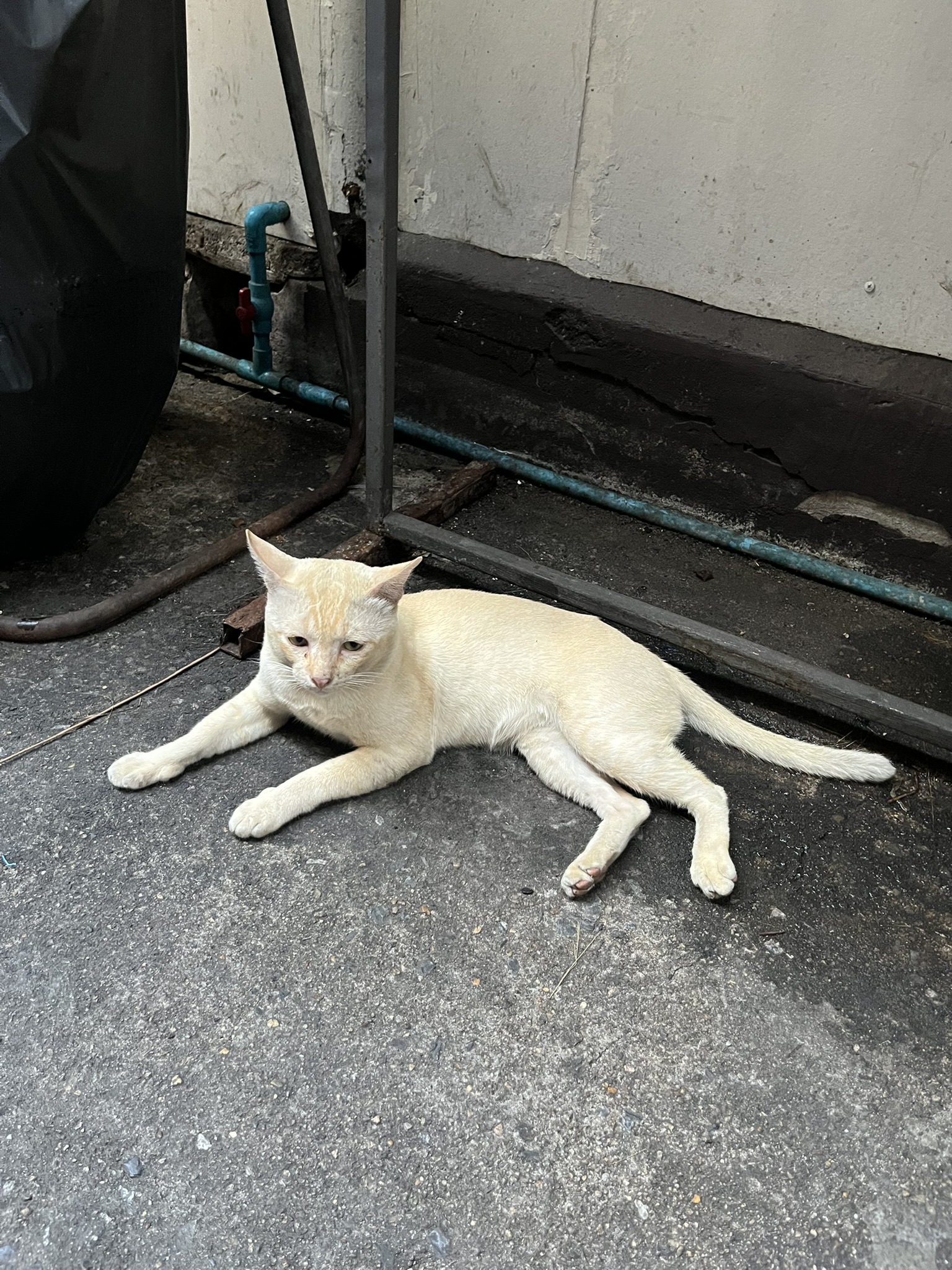 Cat in Bangkok