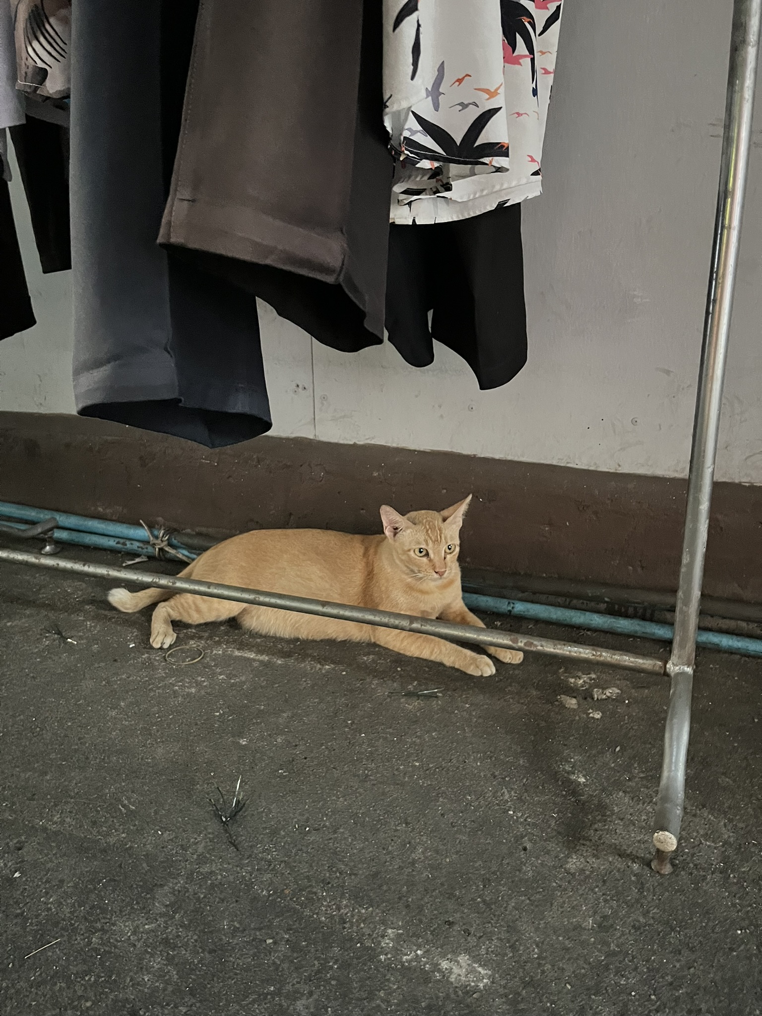 Cat in Bangkok
