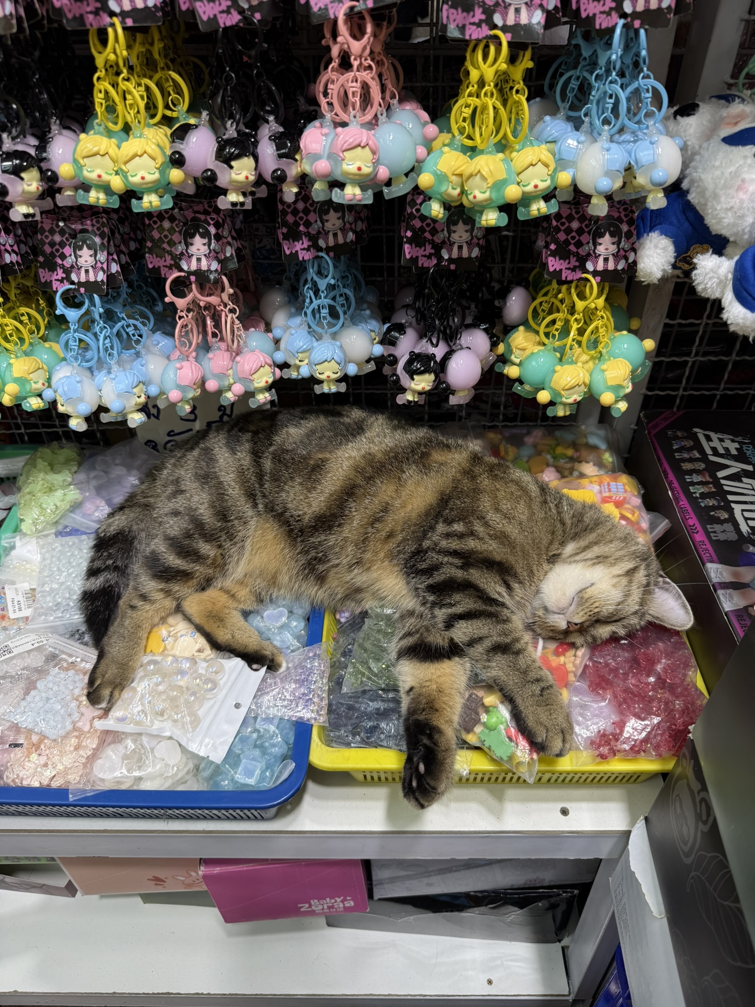 Cat in Bangkok