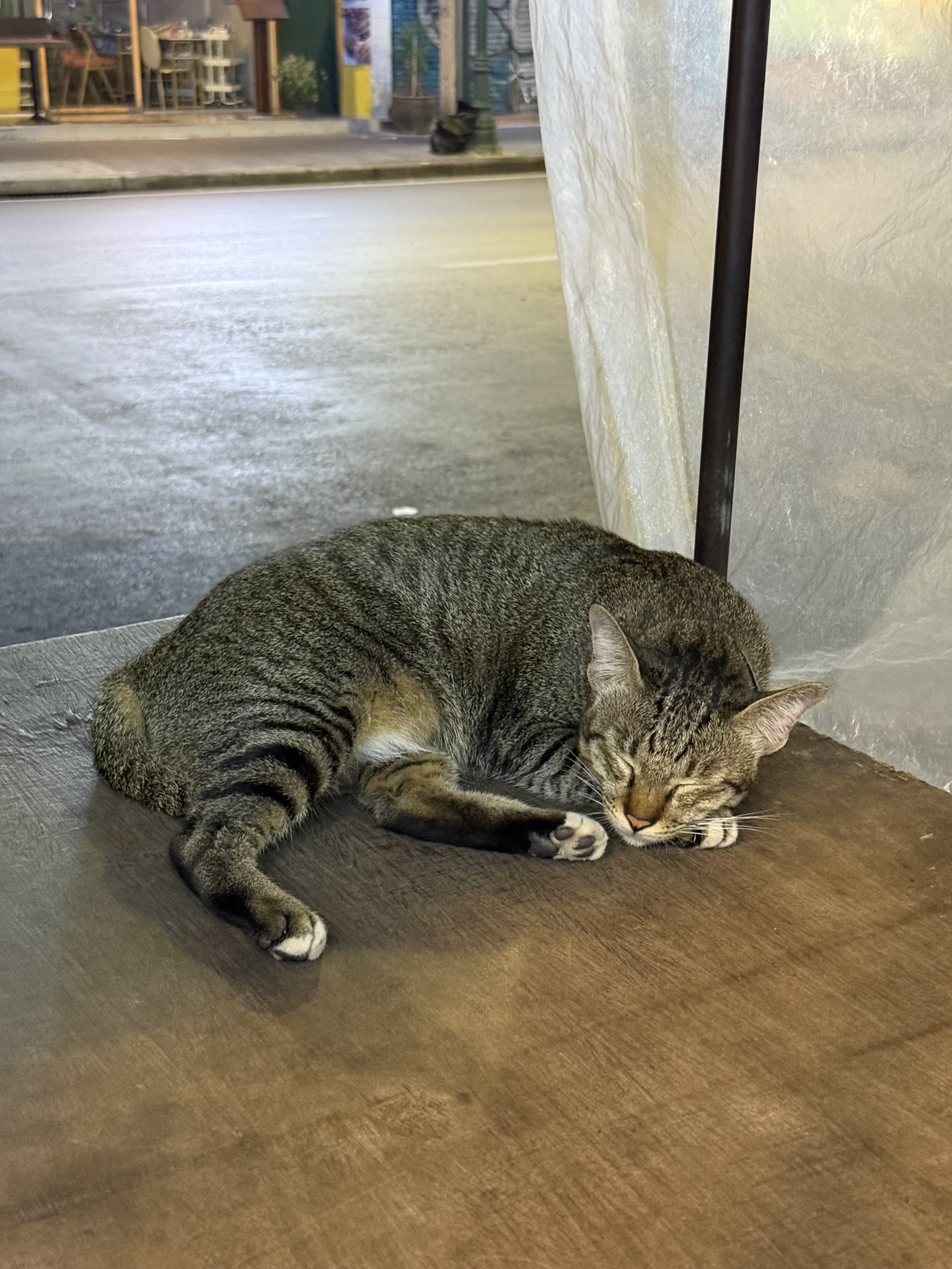 Cat in Bangkok