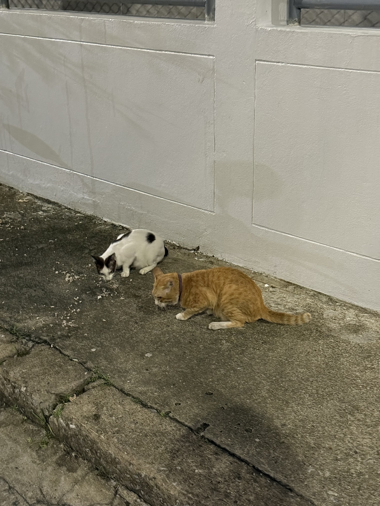 Cat in Bangkok