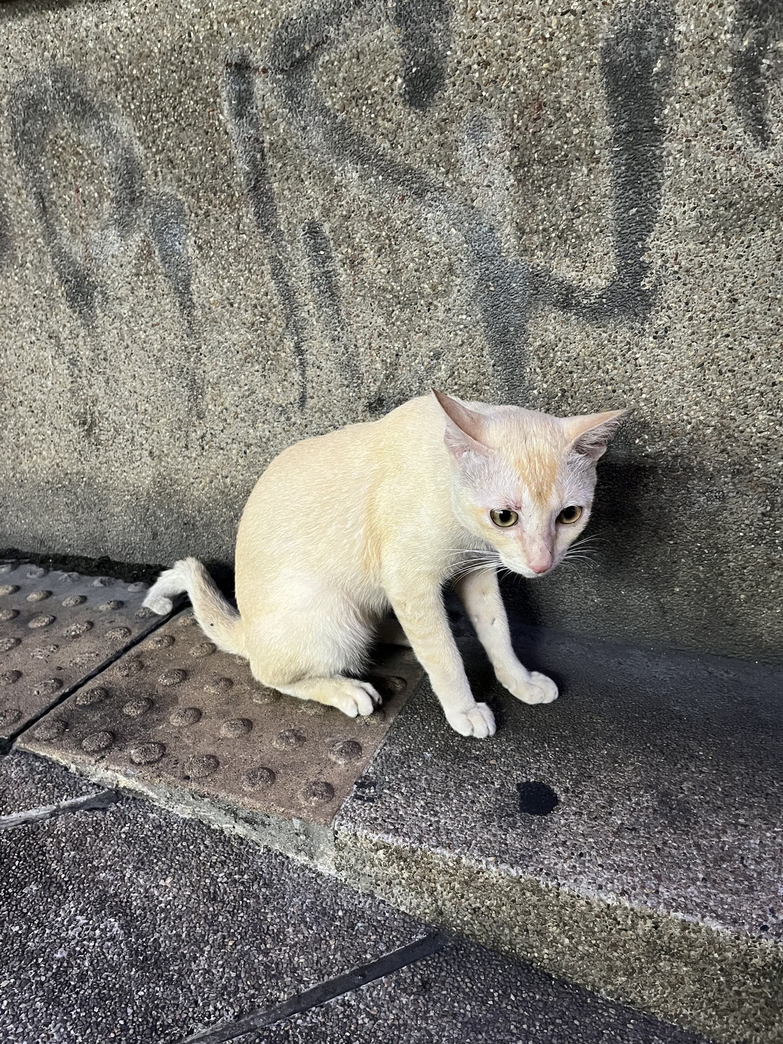 Cat in Bangkok