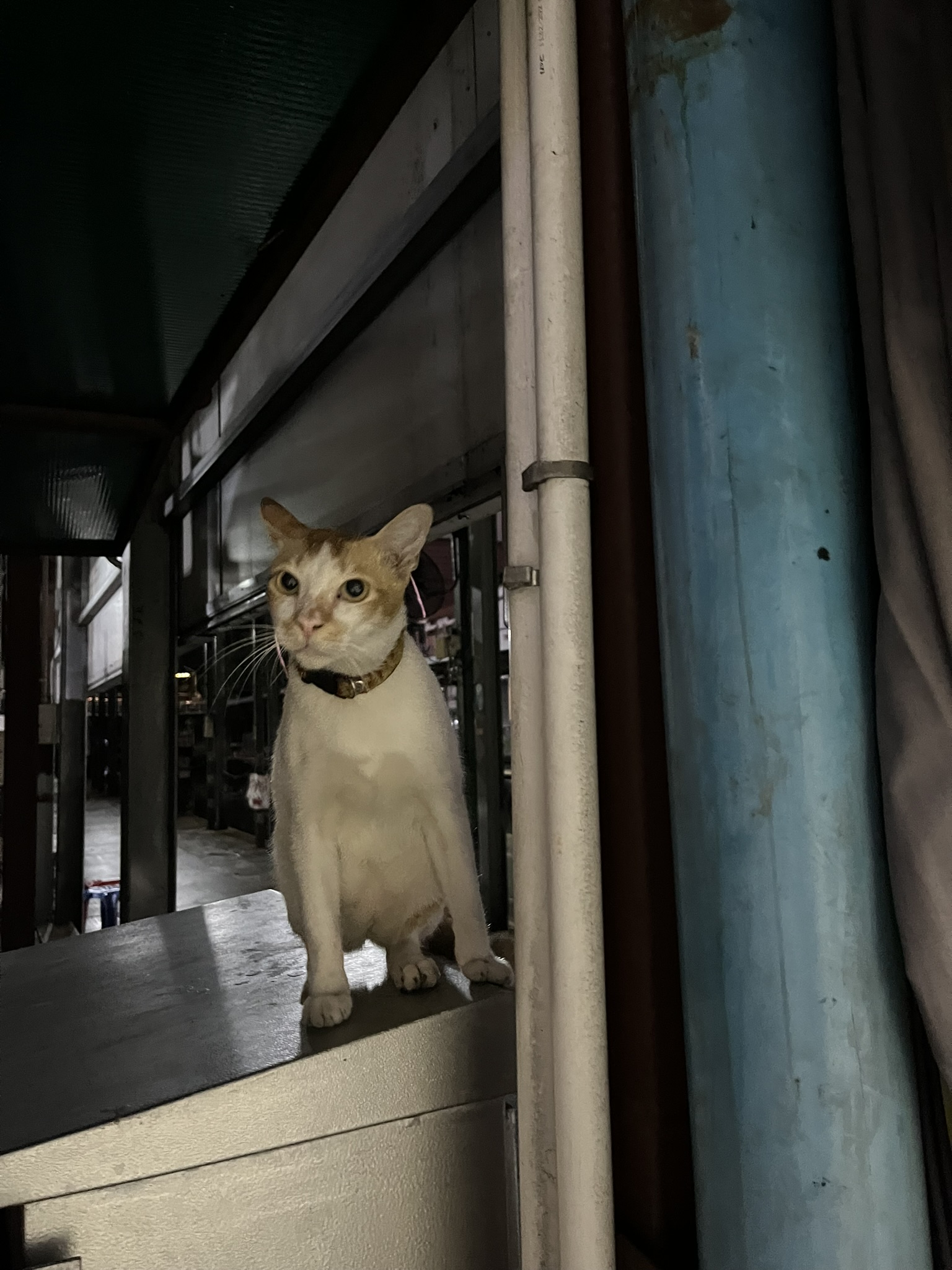 Cat in Bangkok