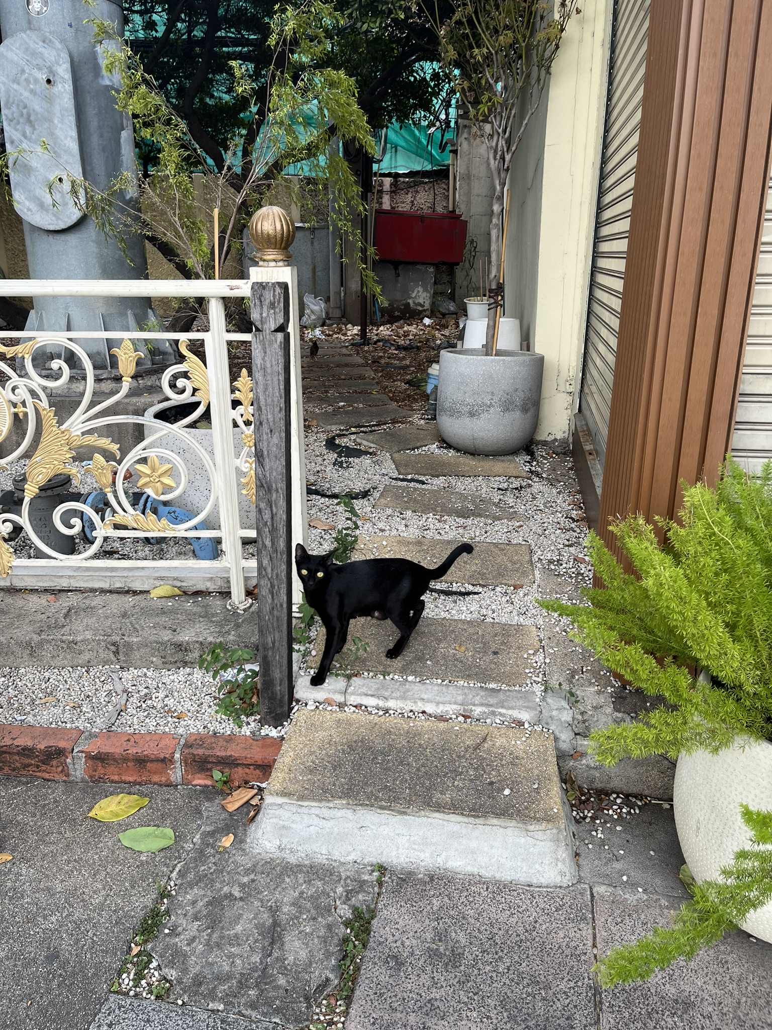 Cat in Bangkok