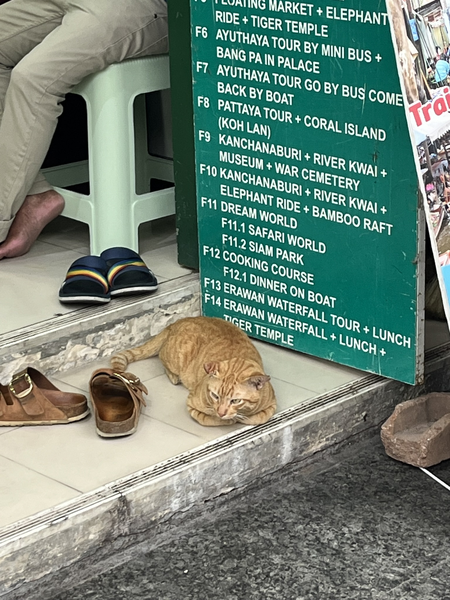 Cat in Bangkok