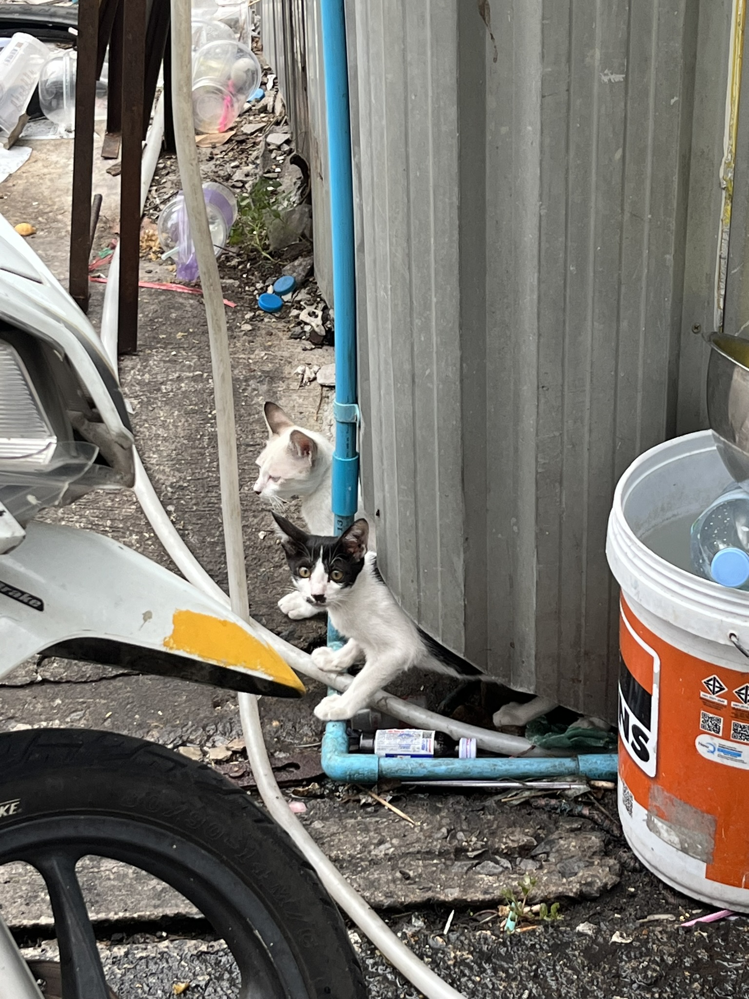 Cat in Bangkok