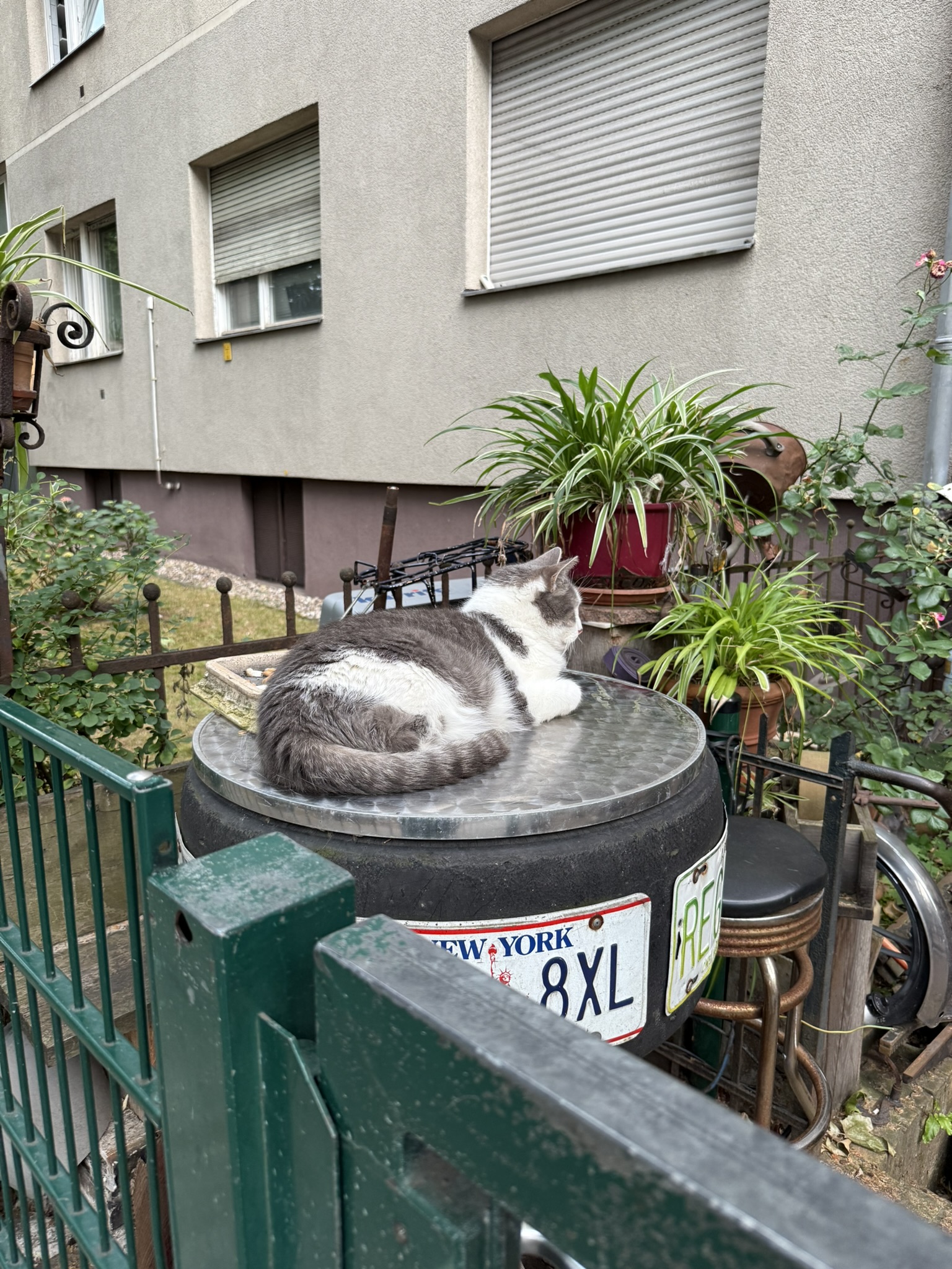 Cat in Berlin