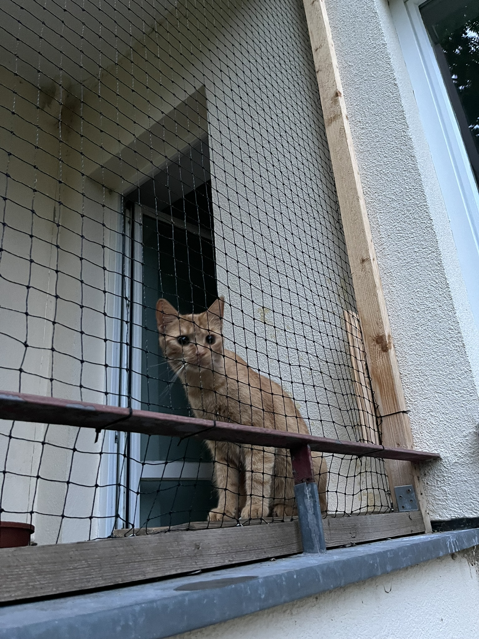 Cat in Berlin