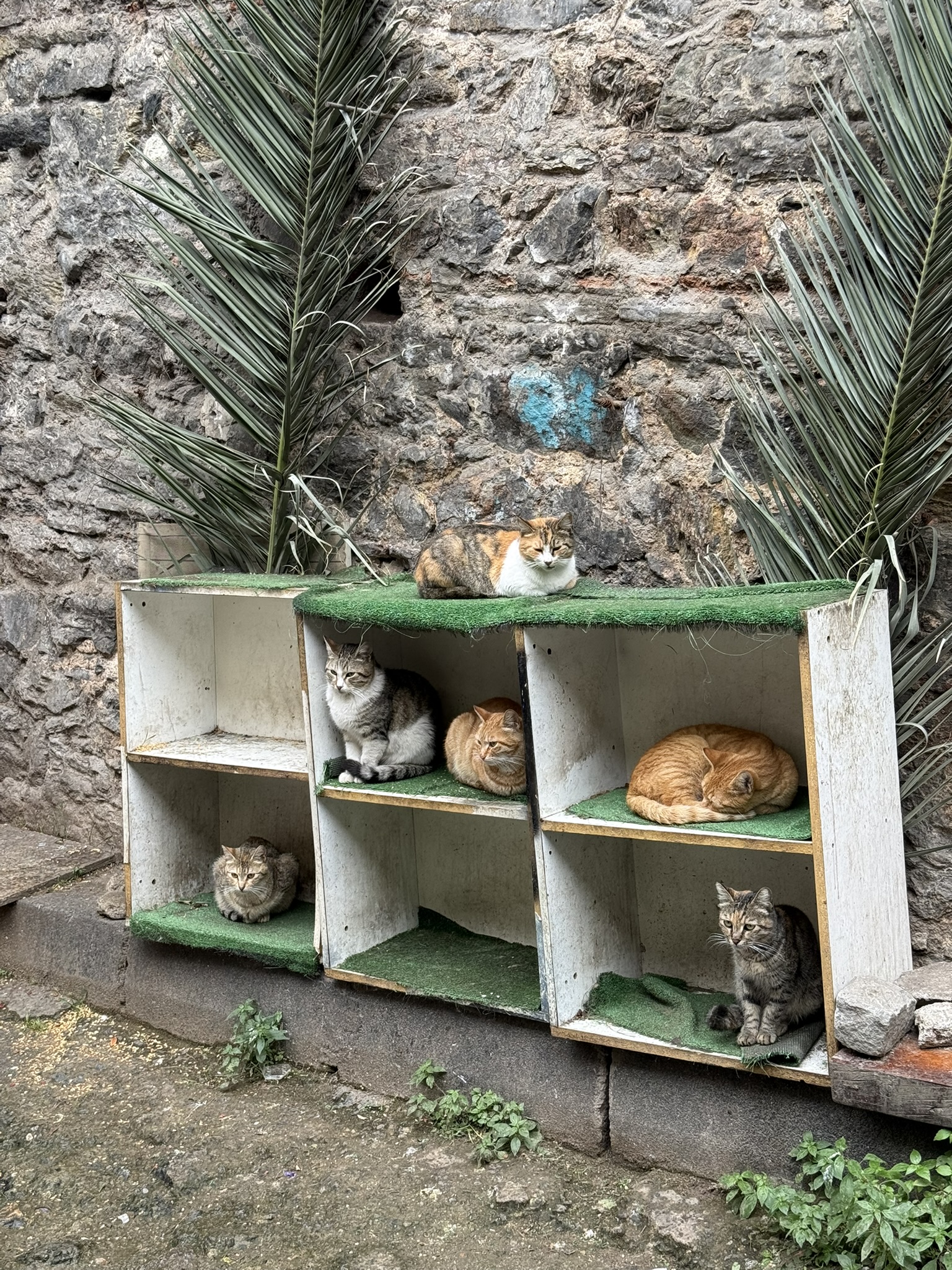 Cats