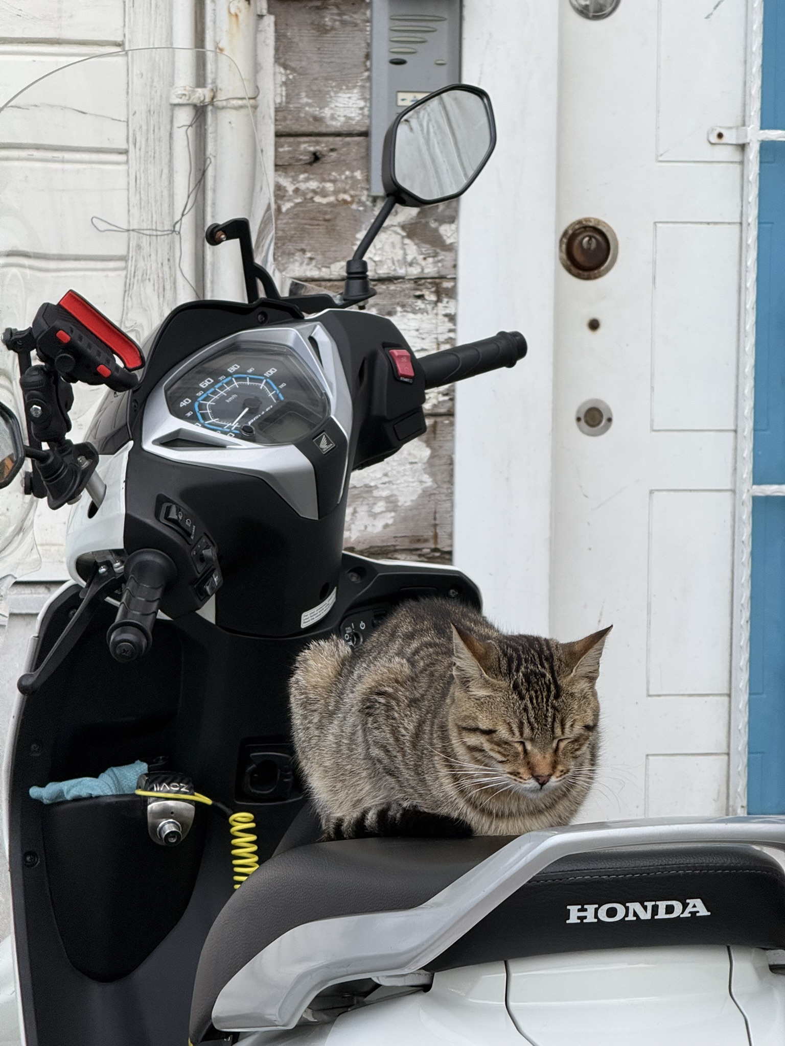 Cat in Istanbul