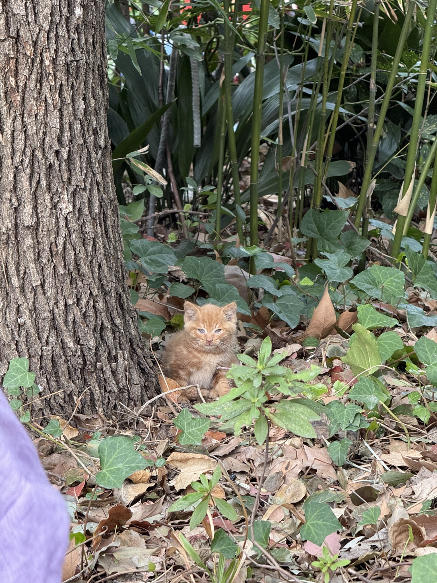 Cat in Shanghai