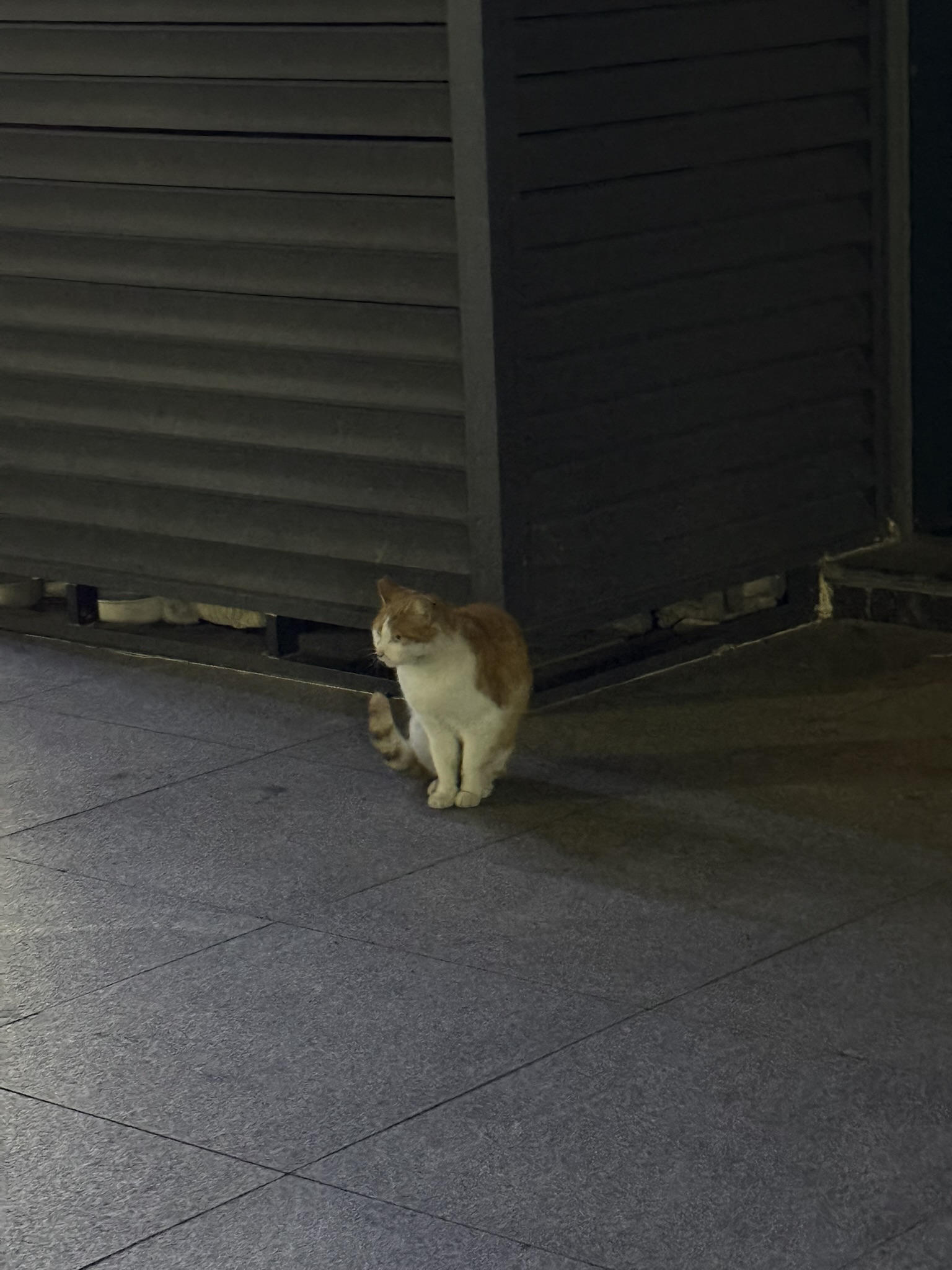 Cats of Shanghai