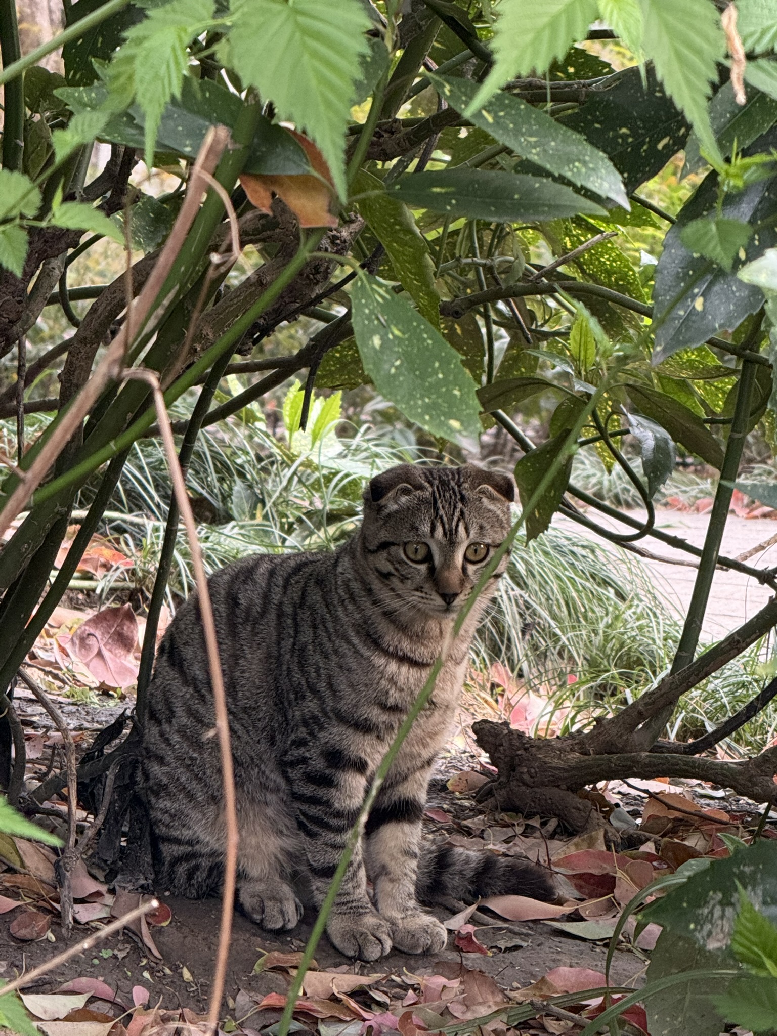 Cat in Shanghai