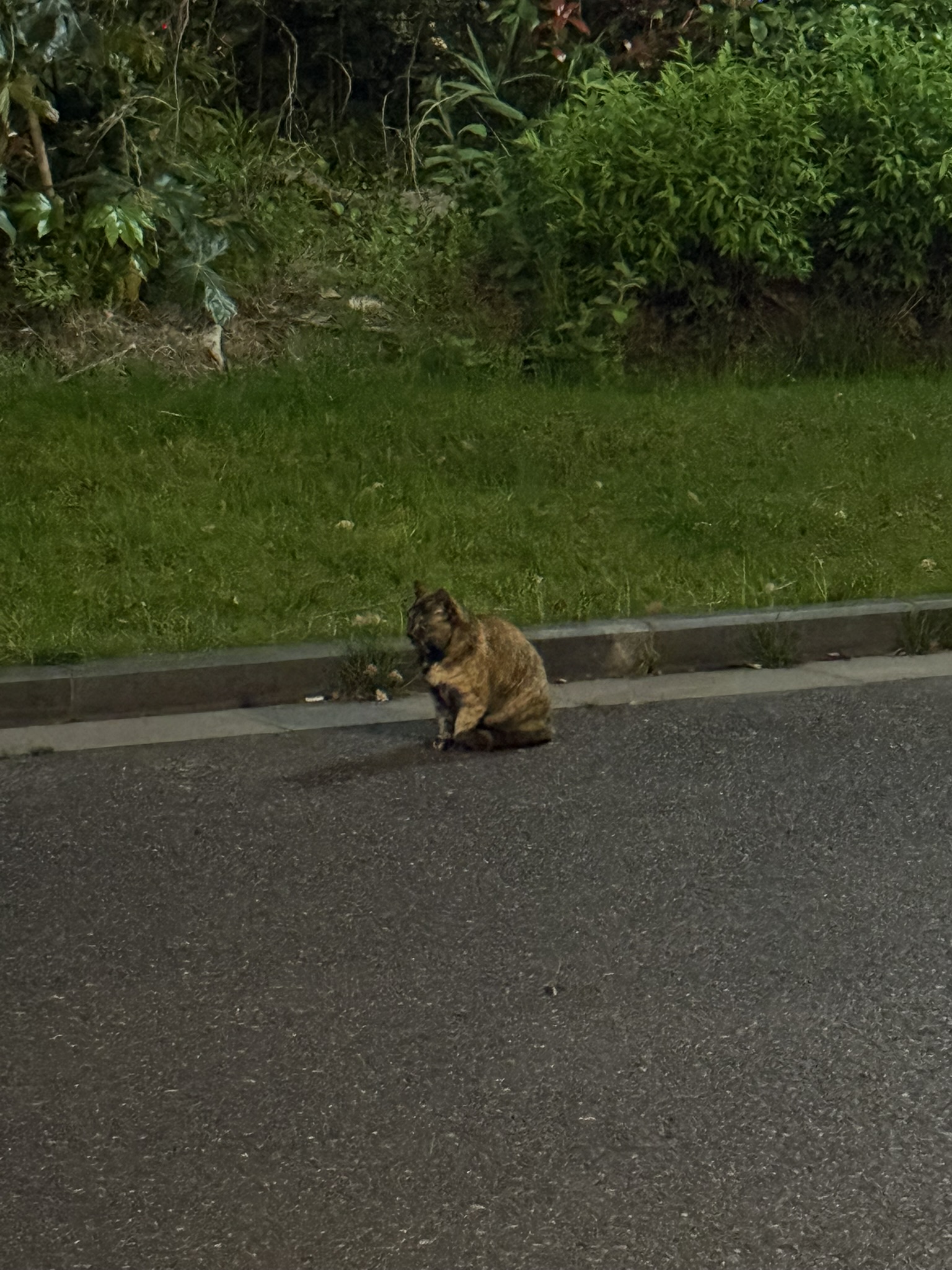 Cat in Shanghai
